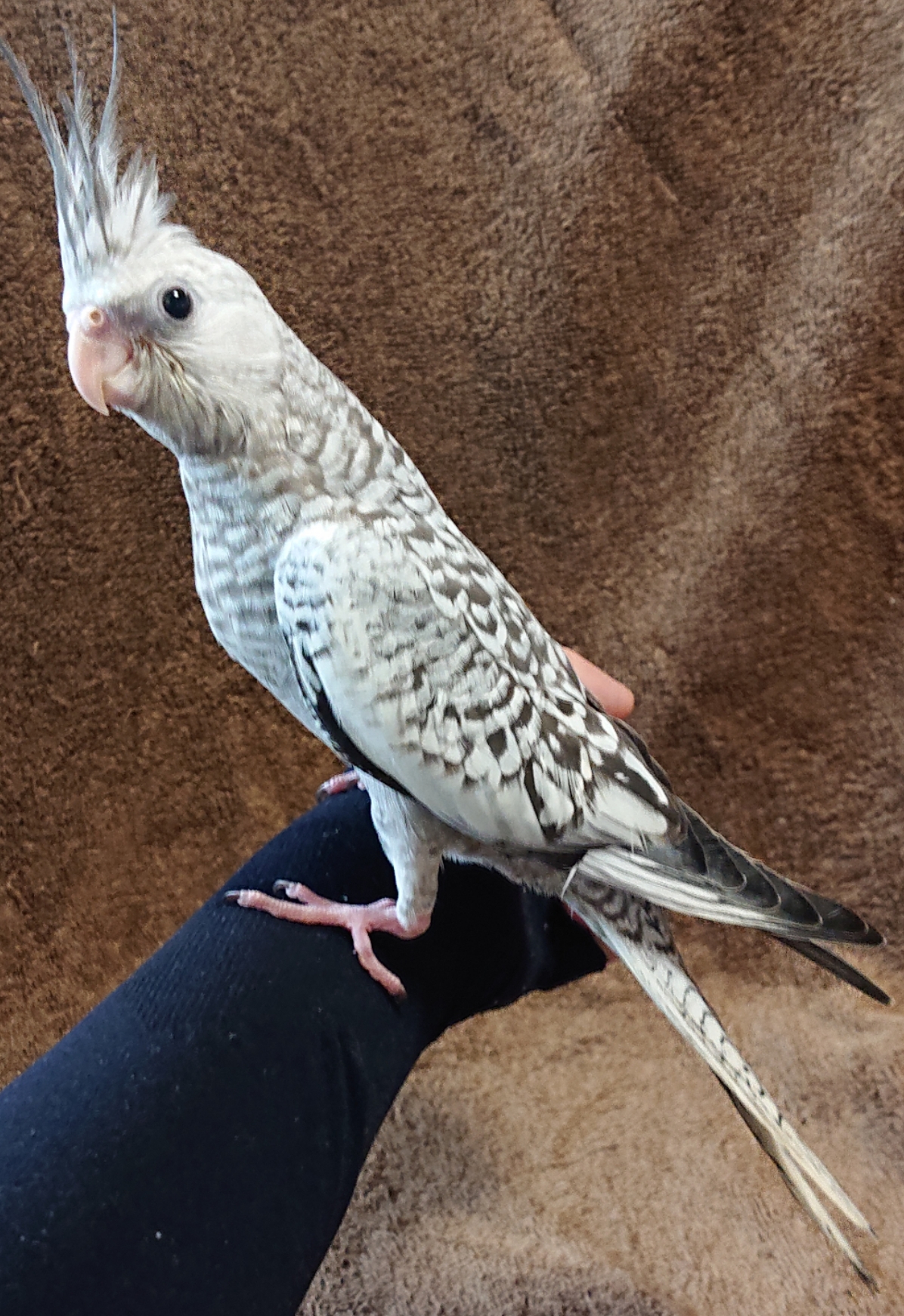 オカメインコ / ホワイトフェイスシナモンパール | 小動物村