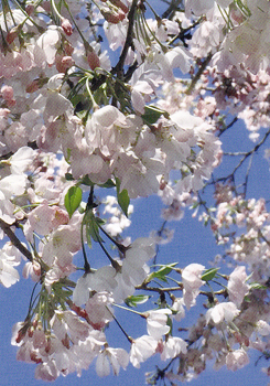 お値下げ品】桜 ① - shining on blue sky ポストカード （2枚で70円