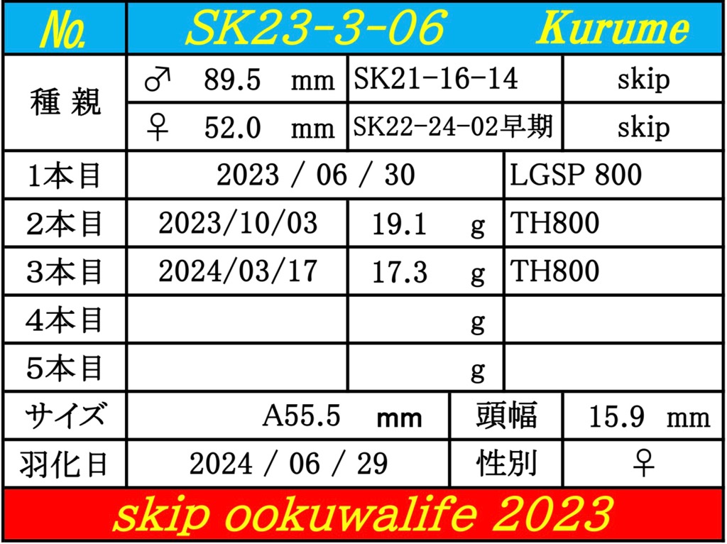 ☆skip☆オオクワガタ久留米産♂87.1美形×2♀トリオ | skip ookuwalife