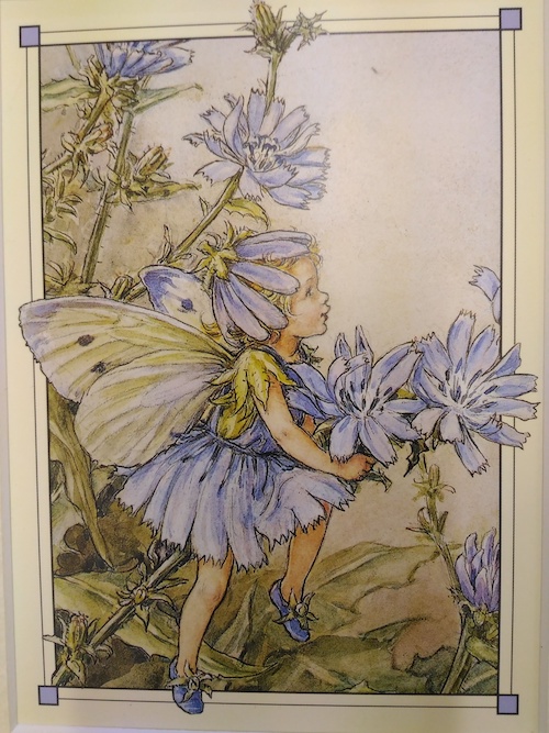 シシリー・メアリー・バーカー 「The Chicory Fairy」 | 太平洋画房