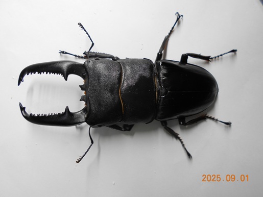 2025.07.04羽化 0101 パラワンオオヒラタ ブルックスポイント（CB