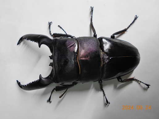 2024.07.25羽化 0101 パラワンオオヒラタ ブルックスポイント（CB