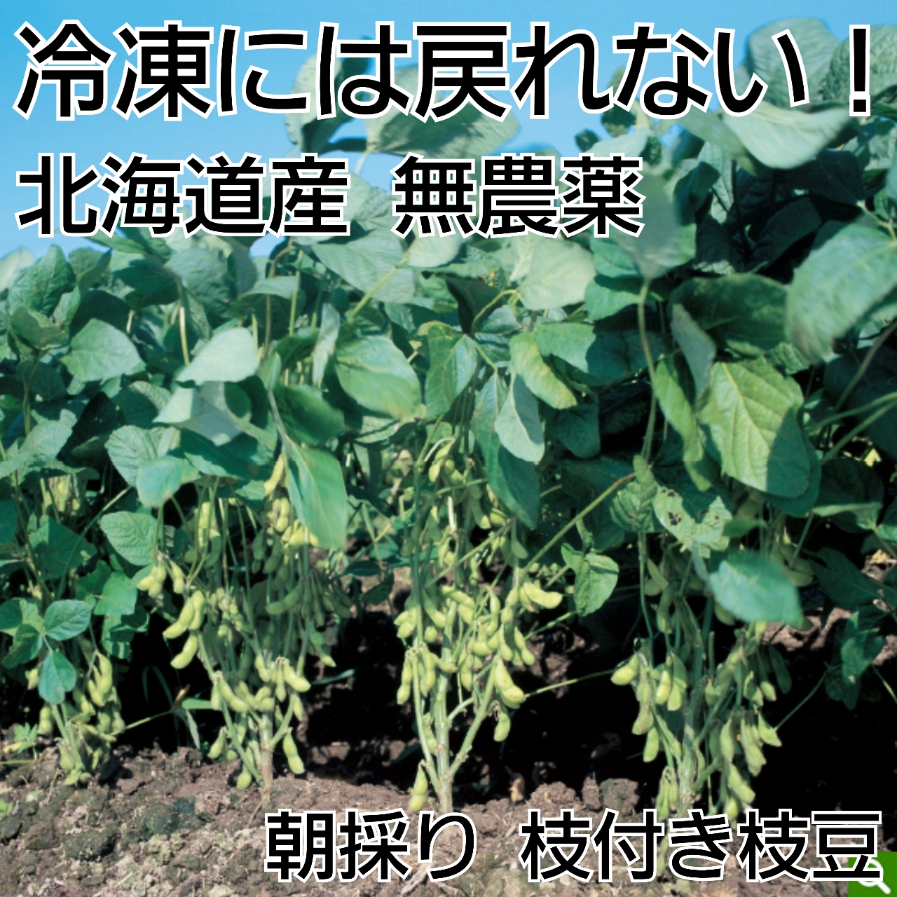 枝付枝豆 無農薬 - たるまえ通販│ 北海道無農薬野菜・苗販売とアクアリュウム