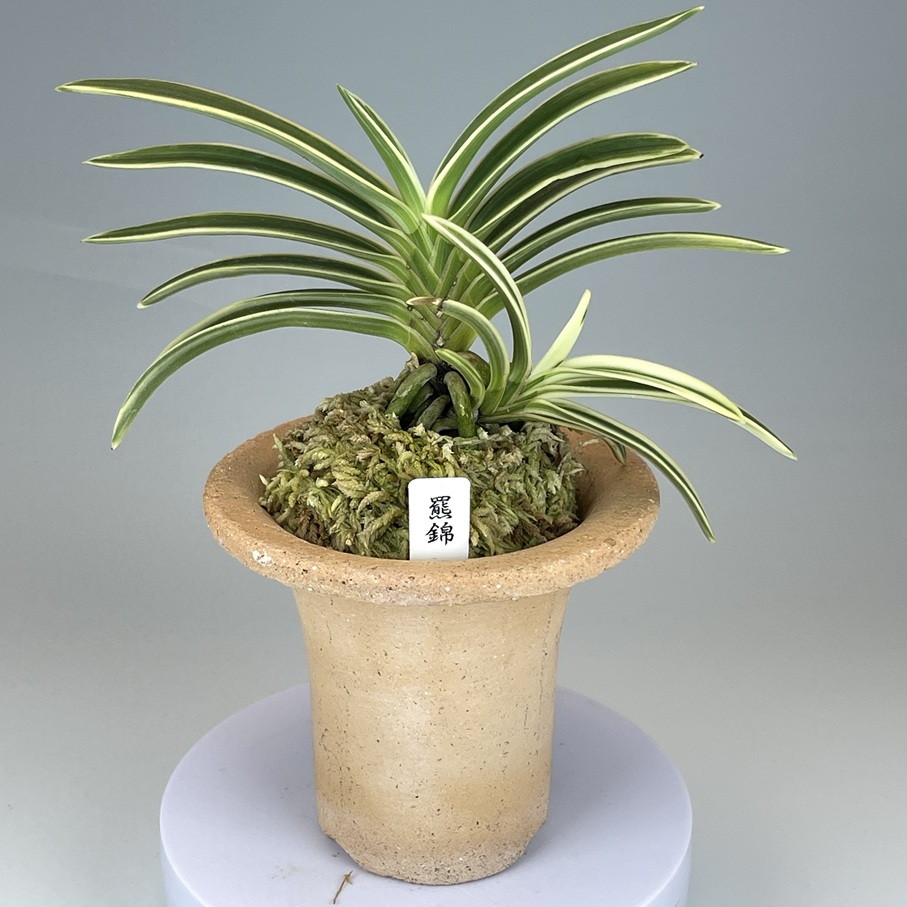 長春冨貴 六角鉢 長春冨貴六角鉢