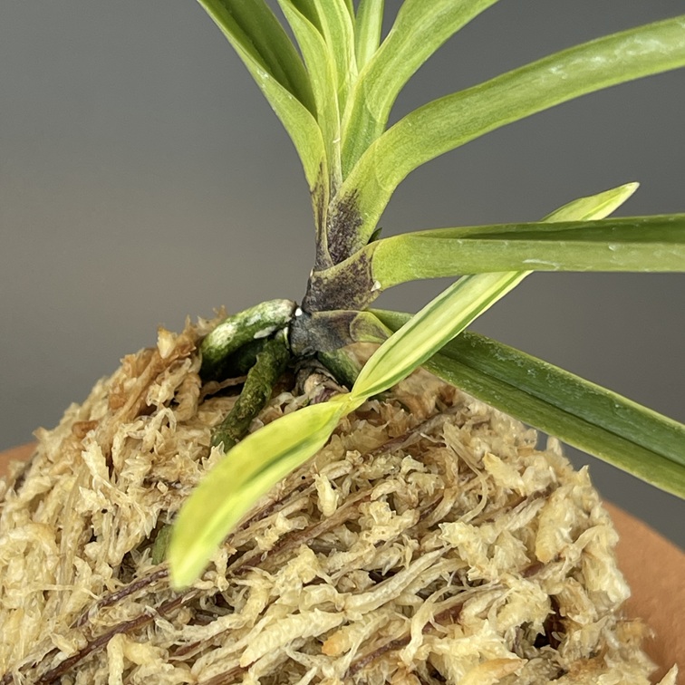 [年末大感謝祭東京土産編激安!!]富貴蘭　真砂系白牡丹 年末大感謝祭東京土産編激安!!]富貴蘭 真砂系白牡丹 真砂白牡丹①