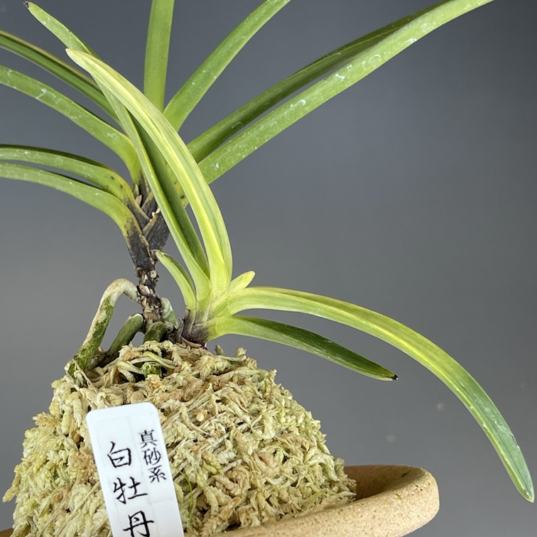 真砂白牡丹① | TOKYO酒田