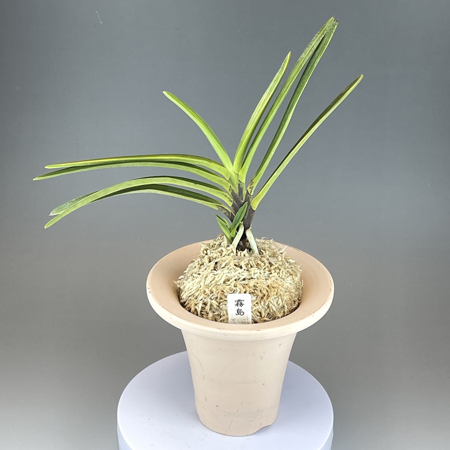 霧島 | TOKYO酒田