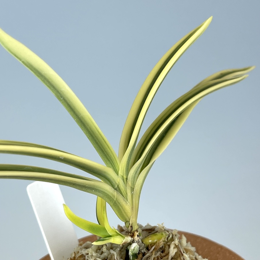 清富錦覆輪 | TOKYO酒田