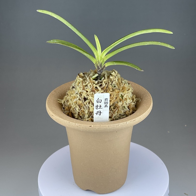 富貴蘭　必見！!真砂系白牡丹 真砂コレクション : □ サムライ オーキッド □ 富貴蘭 セレクト