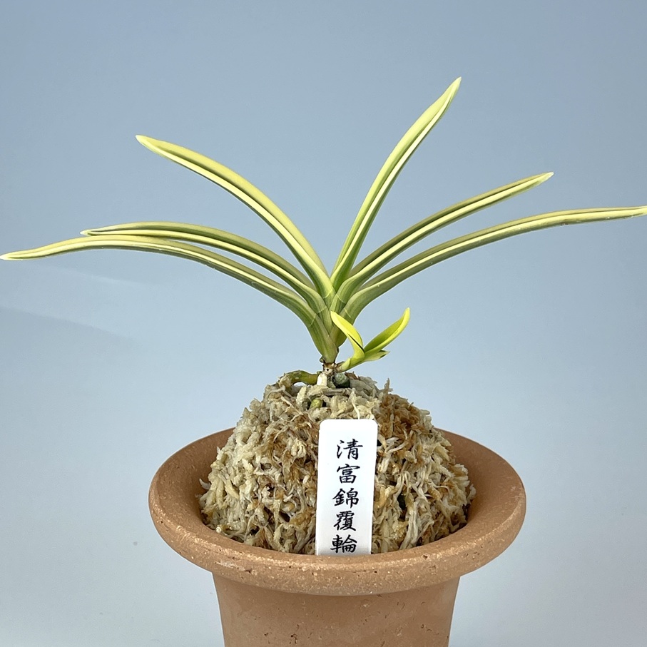 清富錦覆輪 | TOKYO酒田