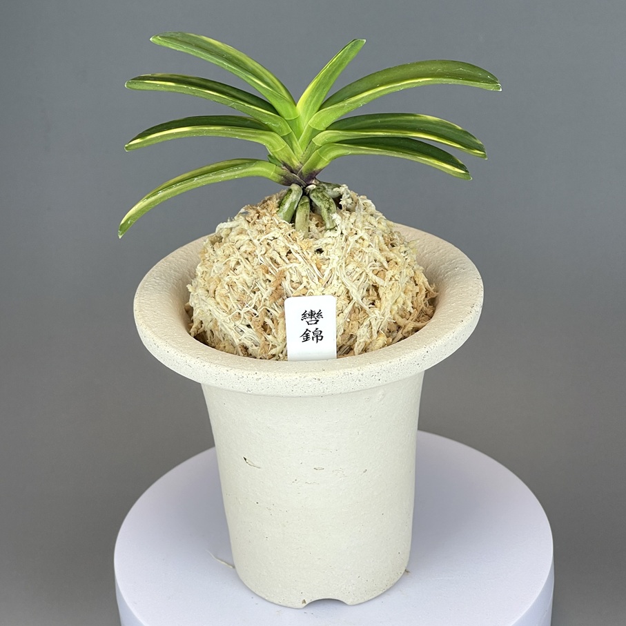 富貴蘭　轡錦 轡錦 | TOKYO酒田