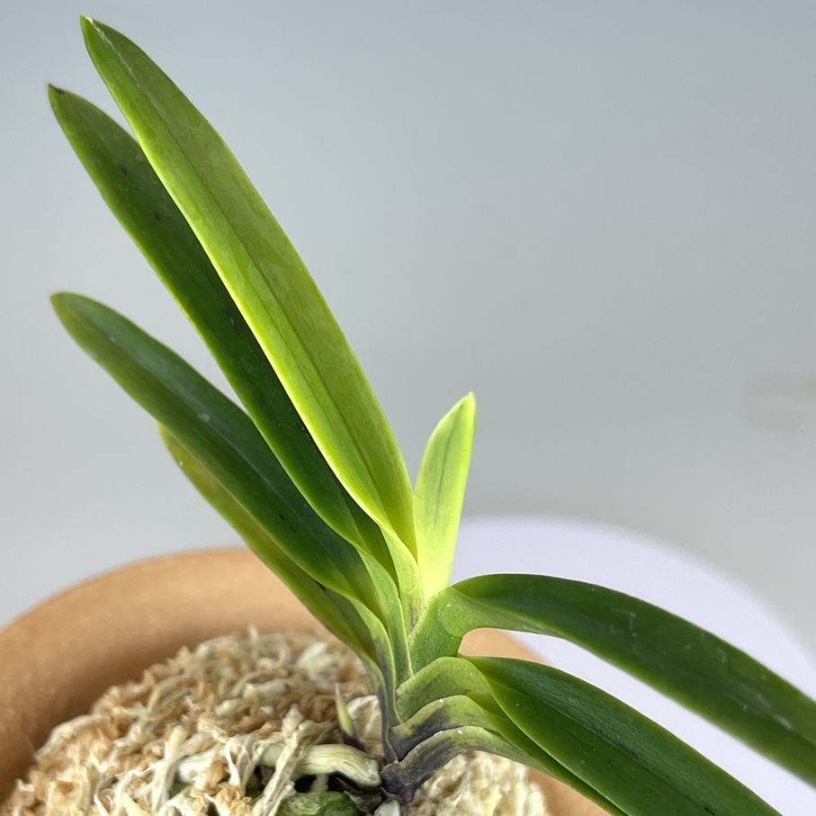美石　牡丹石 VAvQ2T93aZFs.jpg?width=768