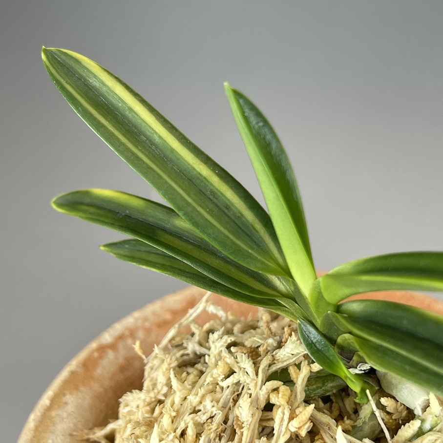 富貴蘭　角兵衛縞　極小 聖代の縞 | TOKYO酒田