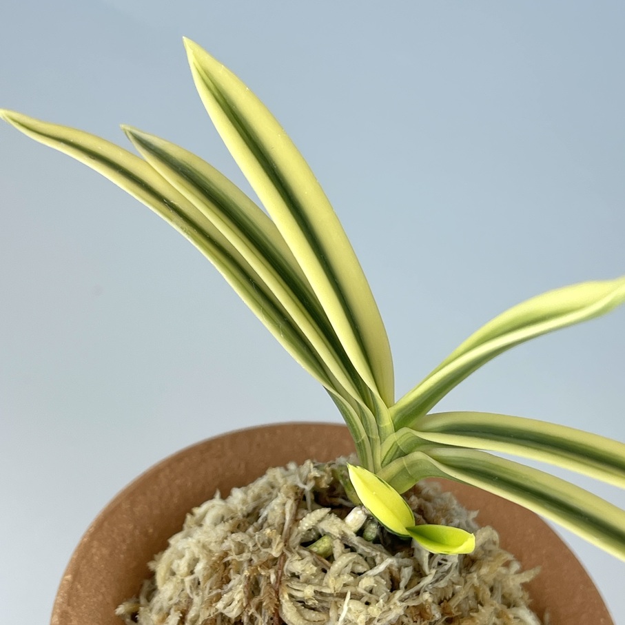 清富錦覆輪 | TOKYO酒田