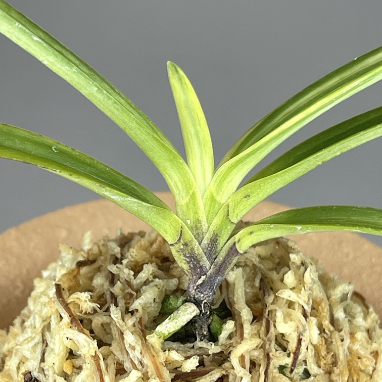 真砂白牡丹② | TOKYO酒田