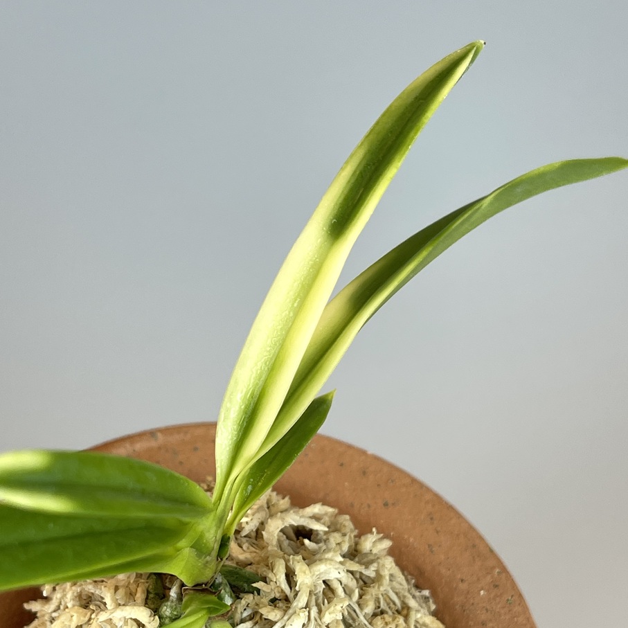 雪月花 | TOKYO酒田