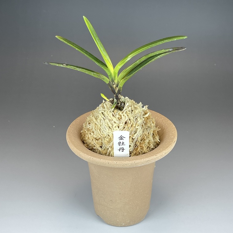 金牡丹 | TOKYO酒田