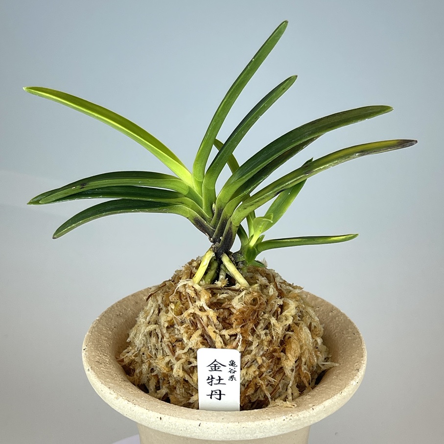 亀谷金牡丹 | TOKYO酒田