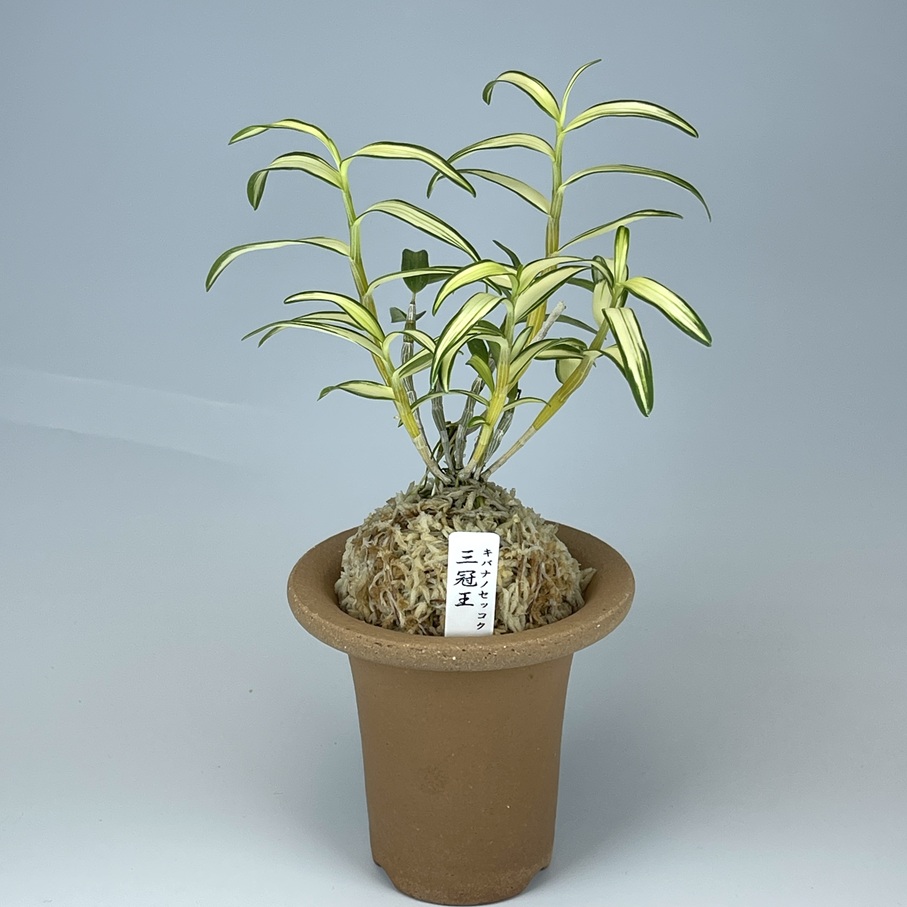 キバナノセッコク　交配種　三冠王　開花後 キバナノセッコク 交配種 三冠王 開花後 - メルカリ