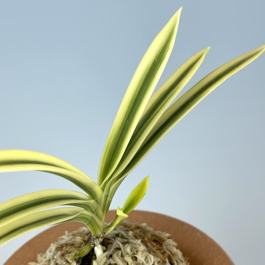 清富錦覆輪 | TOKYO酒田