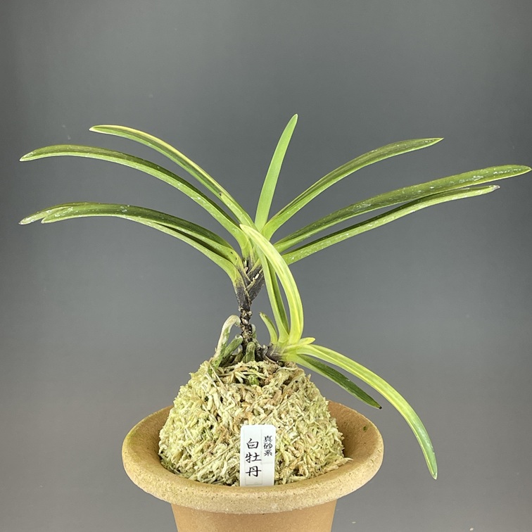 真砂白牡丹① | TOKYO酒田