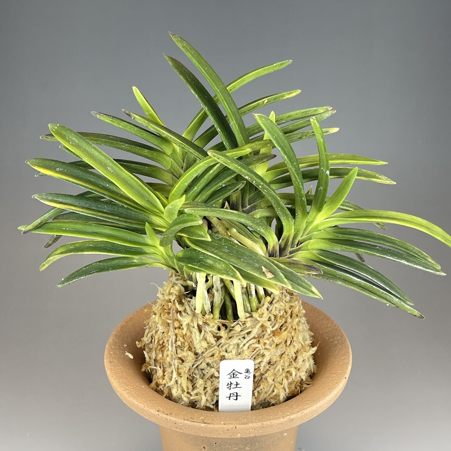 富貴蘭　亀谷金牡丹 富貴蘭【亀谷金牡丹】 | 富貴蘭を楽しんでブログ