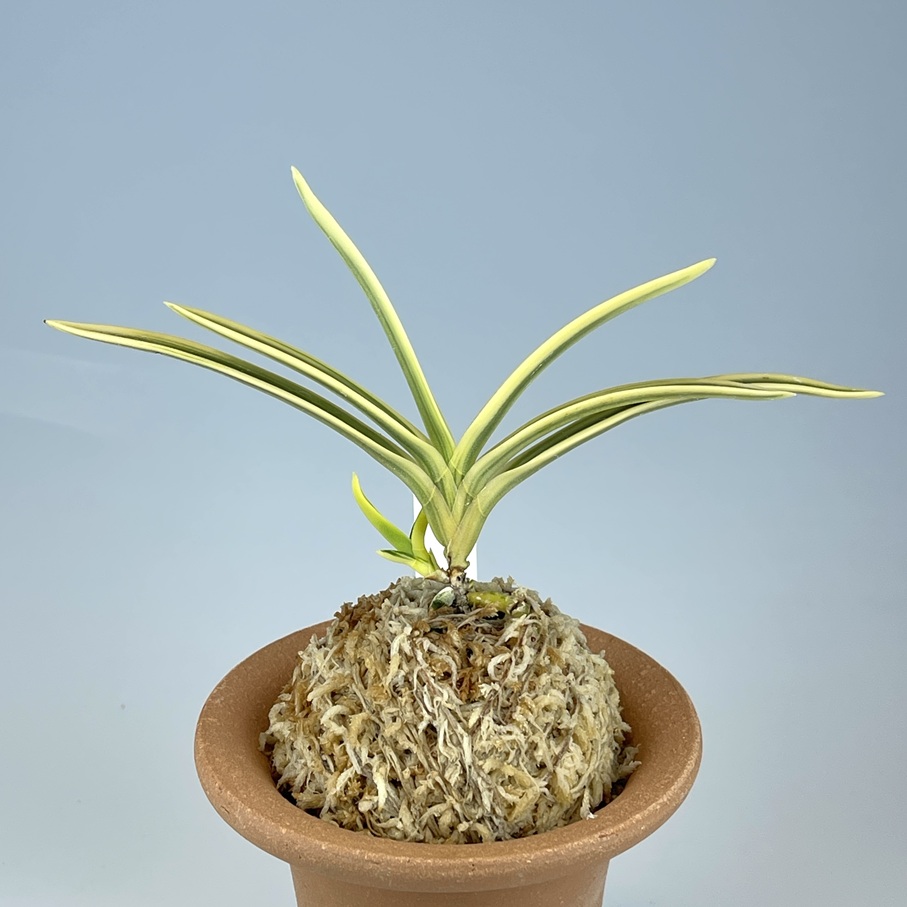 清富錦覆輪 | TOKYO酒田