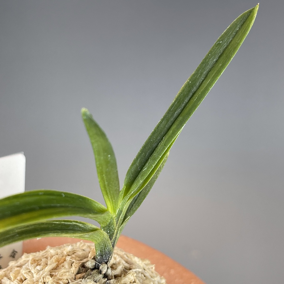 黒牡丹縞 | TOKYO酒田