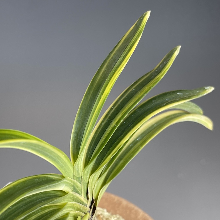 天草錦 | TOKYO酒田