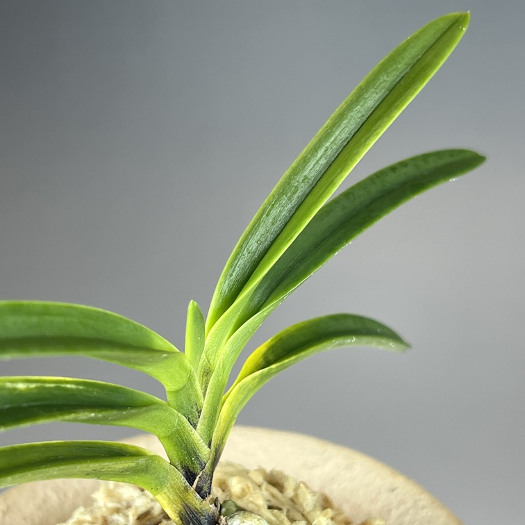 黒牡丹：群青 | TOKYO酒田