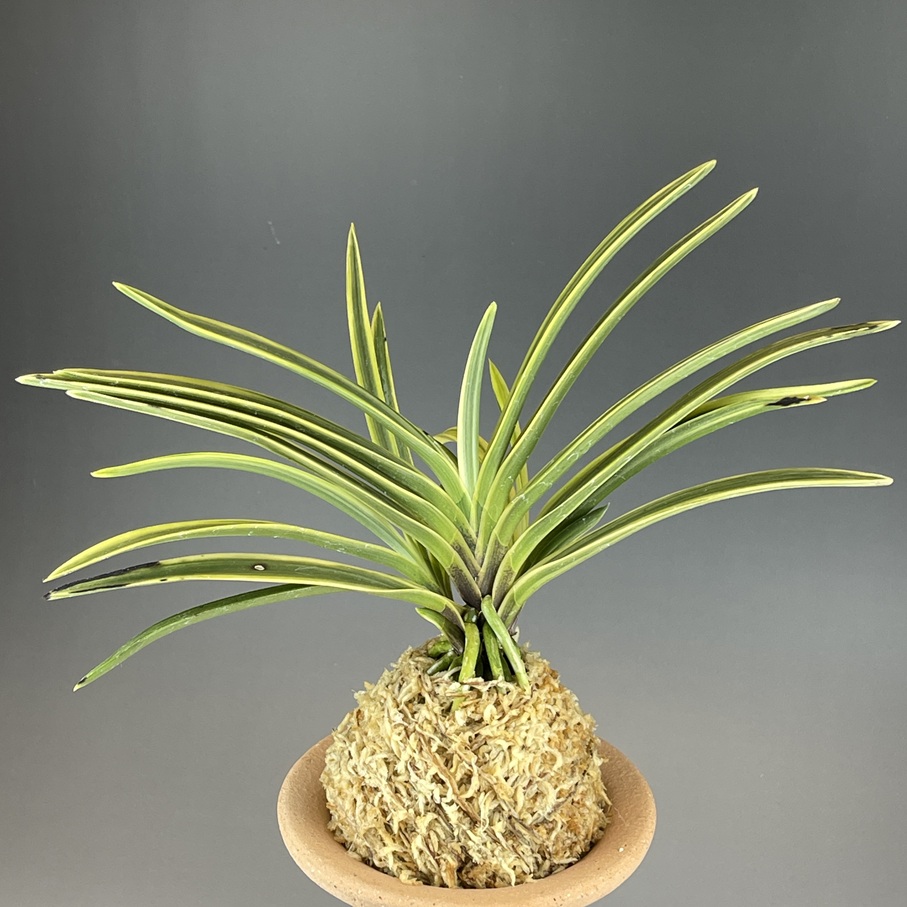 忠武冠 | TOKYO酒田