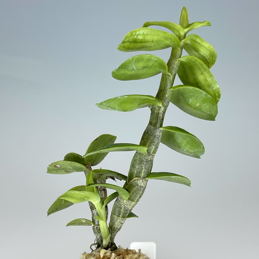 キバナノセッコク南州達磨 | ｲｰﾊﾞ君探検記Ⅱ 長生蘭」(花、園芸) の