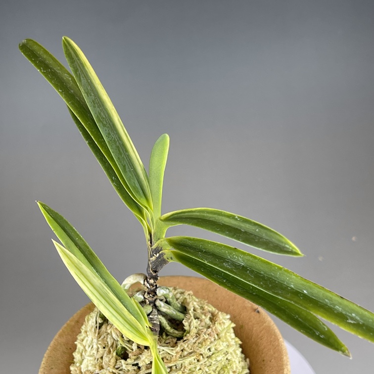 真砂白牡丹① | TOKYO酒田