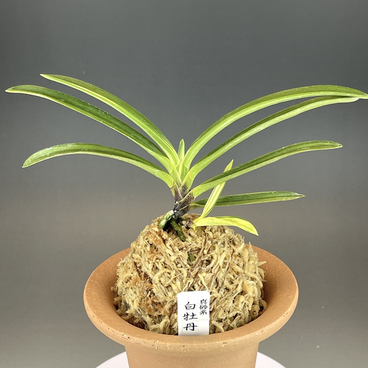 富貴蘭 必見！!真砂系白牡丹 富貴蘭 白牡丹