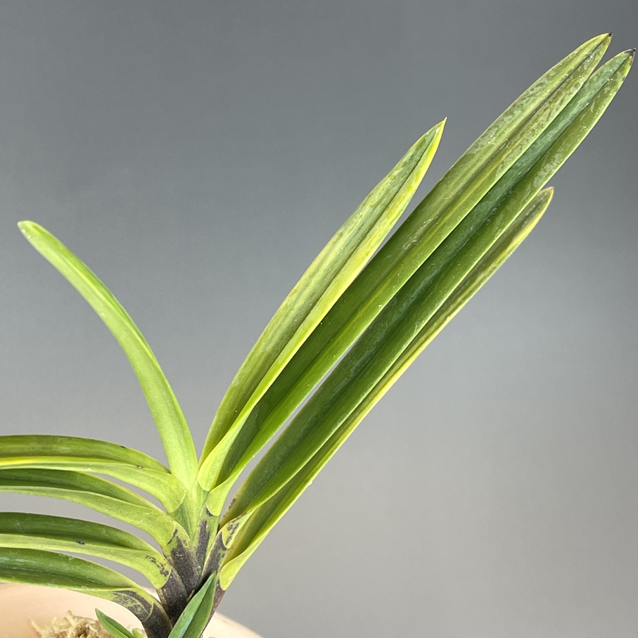 霧島 | TOKYO酒田