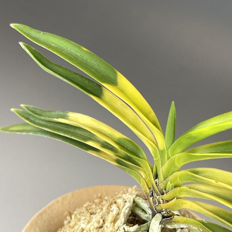 雲月 | TOKYO酒田