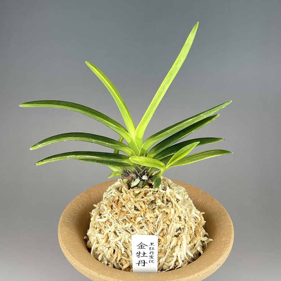 ②金牡丹(黒牡丹変化) | TOKYO酒田