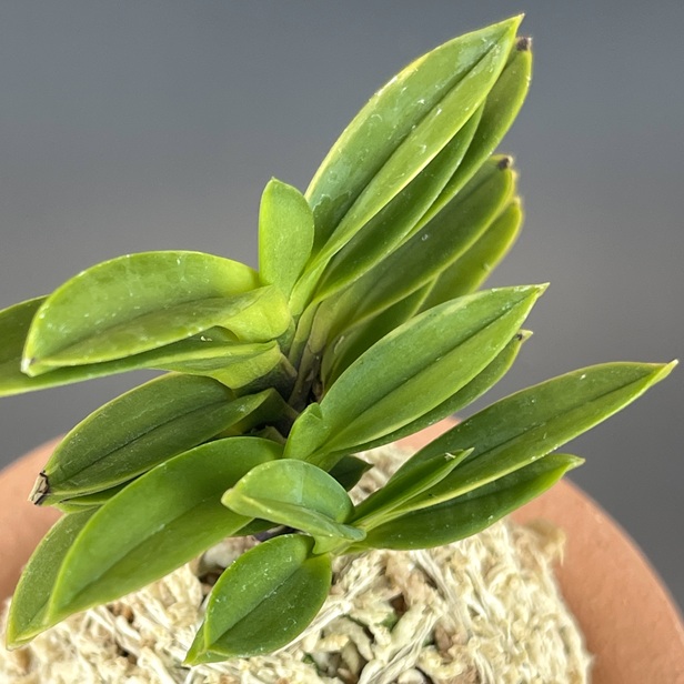 玉金剛縞 | TOKYO酒田