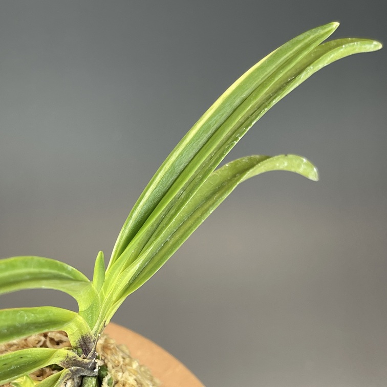 富貴蘭 必見！!真砂系白牡丹 富貴蘭 必見！!真砂系白牡丹 白牡丹