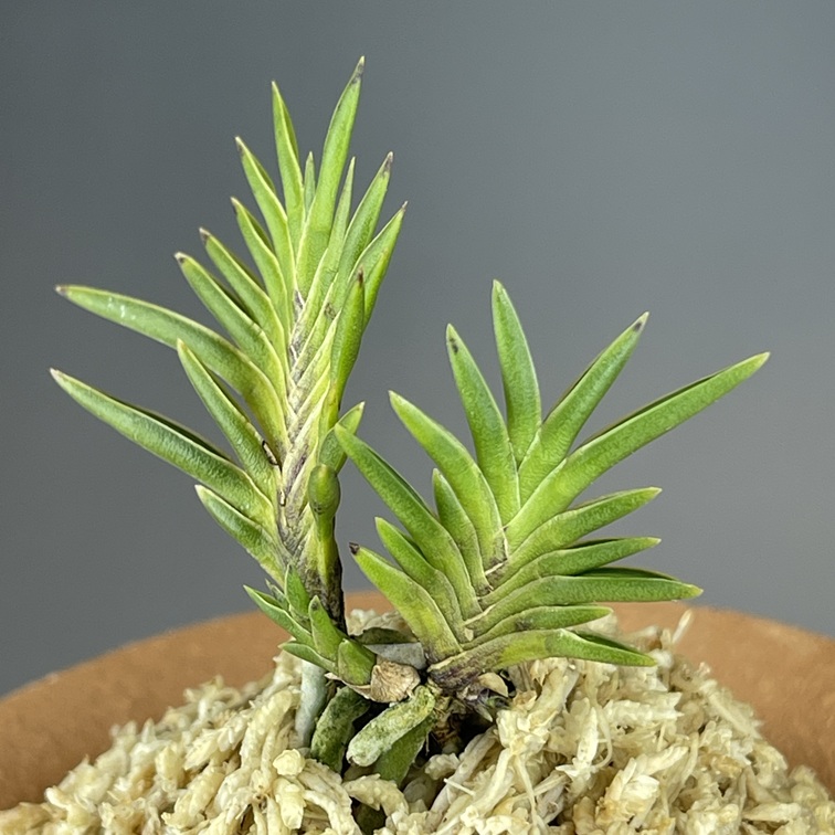 萩宝扇 | TOKYO酒田