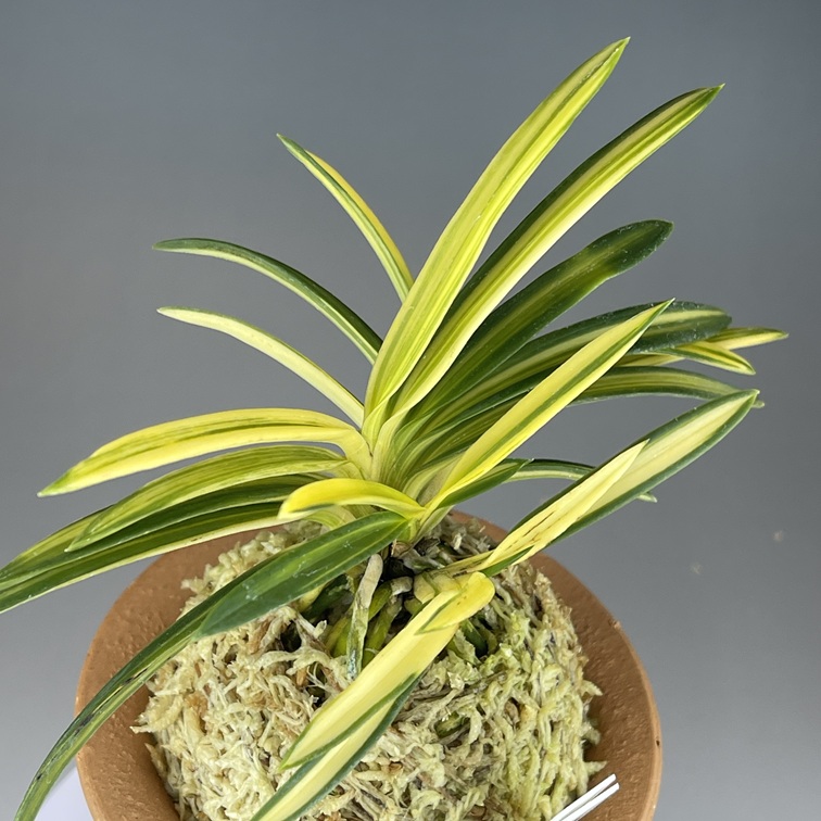 羆の光 | TOKYO酒田