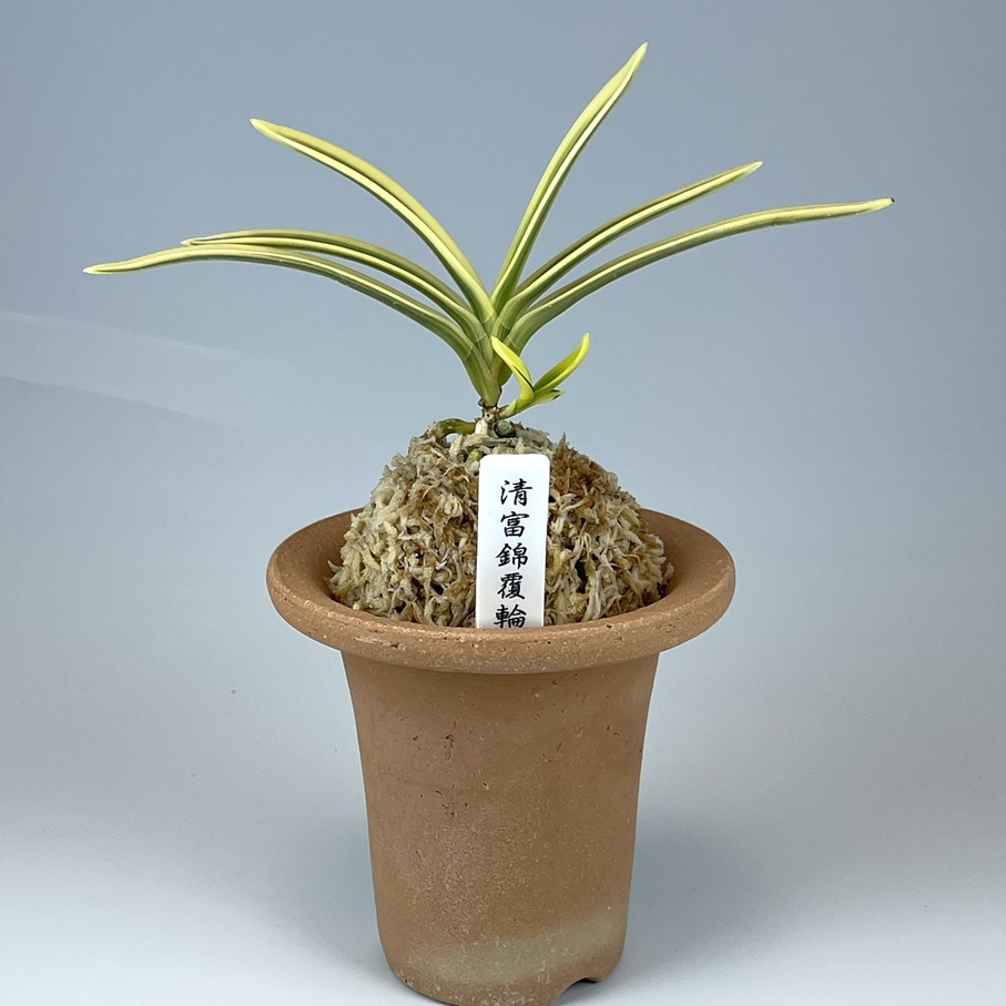 清富錦覆輪 | TOKYO酒田