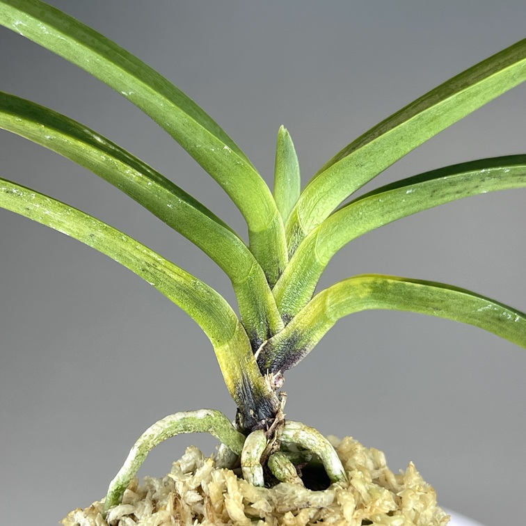 富貴蘭　黒牡丹(群青) 黒牡丹：群青 | TOKYO酒田