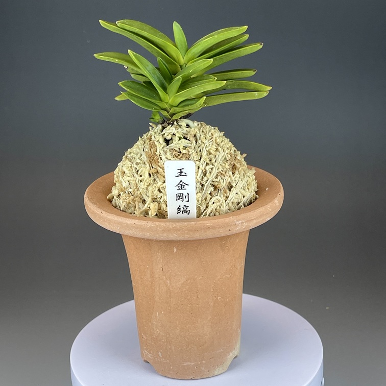 富貴蘭「南極」雪山白縞 玉金剛縞 | TOKYO酒田