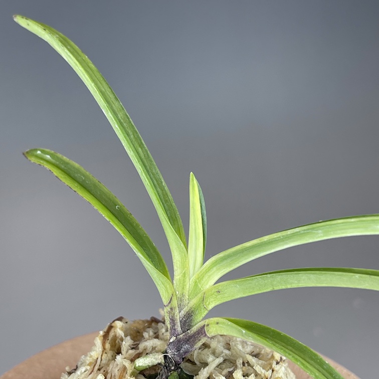 真砂白牡丹② | TOKYO酒田