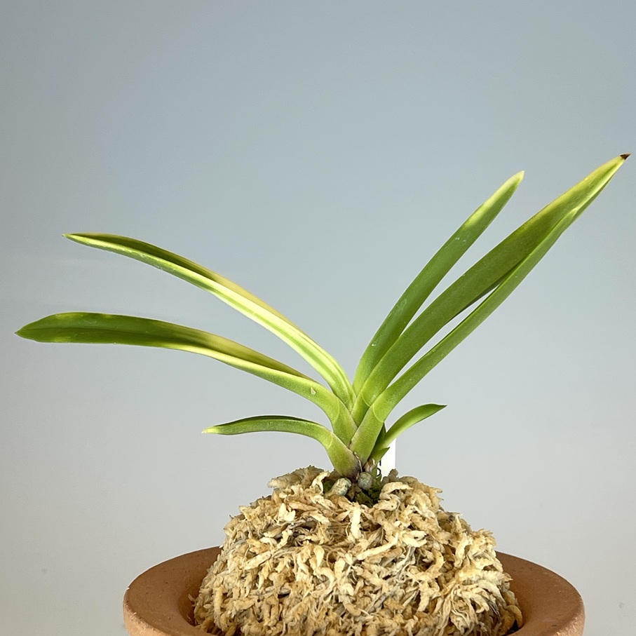 雪月花 | TOKYO酒田