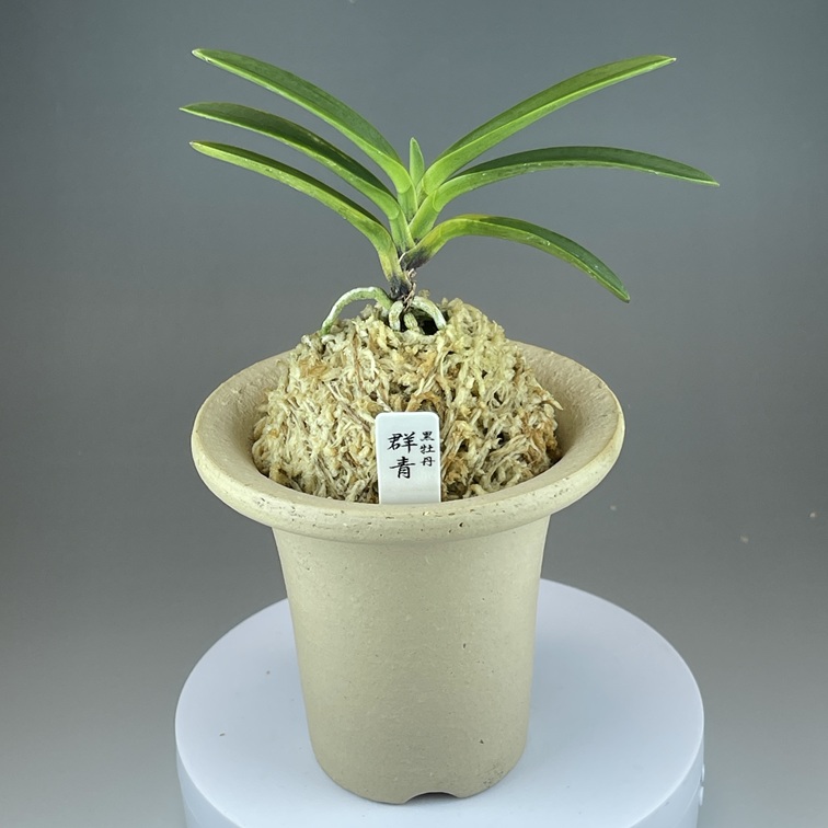 黒牡丹：群青 | TOKYO酒田