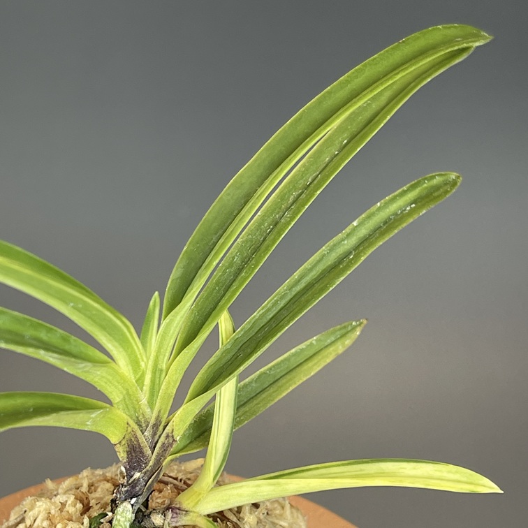 年末大感謝祭東京土産編激安!!]富貴蘭 必見！!super白牡丹 真砂