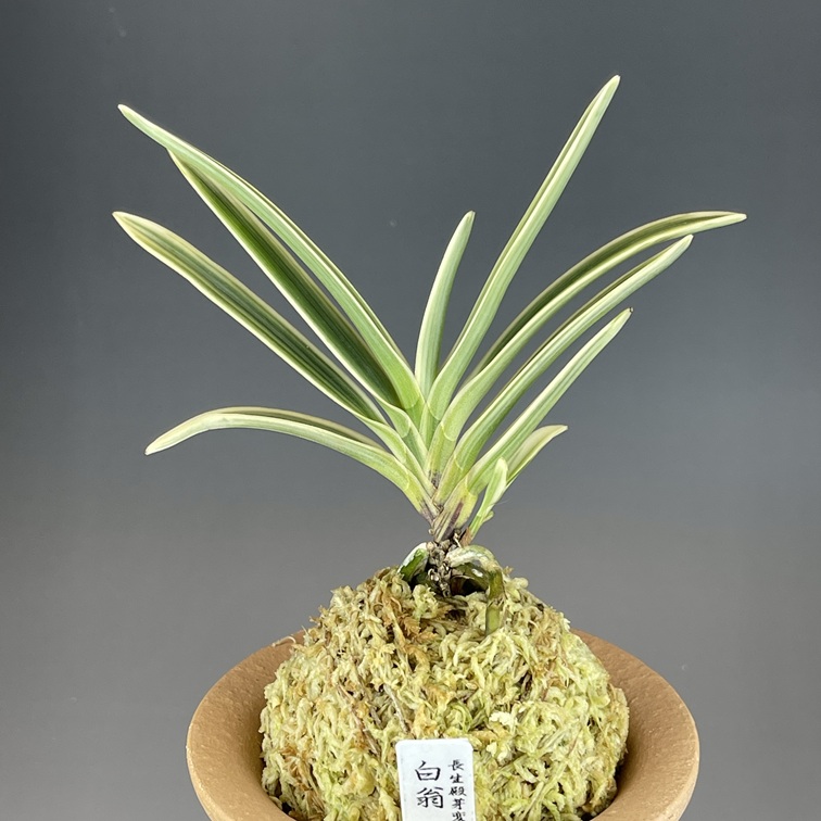 富貴蘭　白翁 白翁 | TOKYO酒田