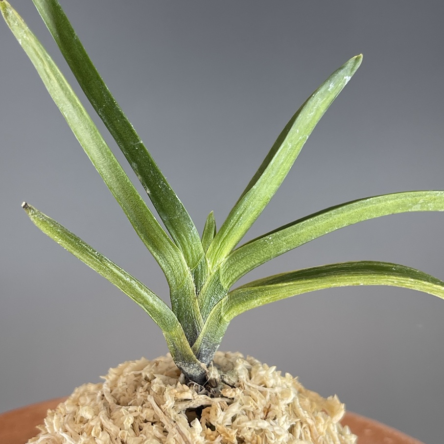 黒牡丹縞 | TOKYO酒田